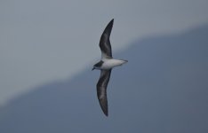 Reduced - Zino's Petrel 02.jpg