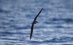 Reduced - Desertas Petrel 001.jpg