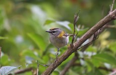 Reduced - Madeiran Firecrest 001.jpg