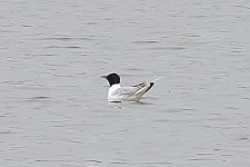 Little_Gull_0433.JPG