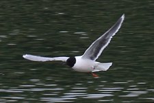 Little_Gull_0462.JPG