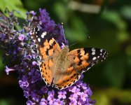 Painted Lady_Torry_050818a.jpg