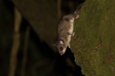 20180831 (5)_Edible_Dormouse.JPG