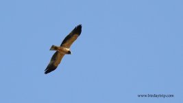 2018.08.31 Booted Eagle.JPG