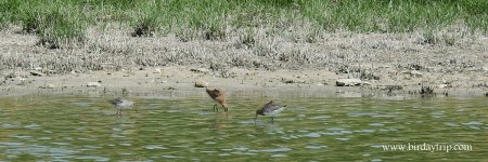 2018.08.31 Spotted Redshank & Black-tailed Godwits.JPG