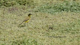 2018.08.31 Yellow Wagtail Thunbergi.JPG