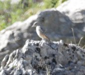 rock thrush.JPG