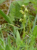 Frogs at MQNNR  13.JPG