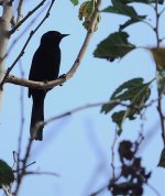 DSC00985 Unicoloured Blackbird @ Costanera.jpg