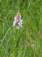 Common Spotted MQNNR  3.JPG