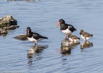 Oystercatcher-7409.jpg