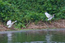 Chinese Pond Heron (1).jpg