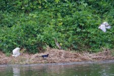 Chinese Pond Heron (2).jpg