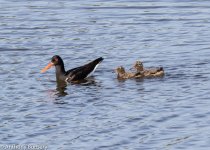 Oystercatcher-7420.jpg