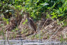 Chinese Pond Heron (3).jpg