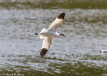 avocet-7490.jpg