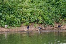 Chinese Pond Heron & C. Magpie.jpg