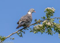 Wood Pigeon-7367.jpg