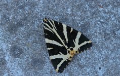 Jersey Tiger 001 (reduced).jpg