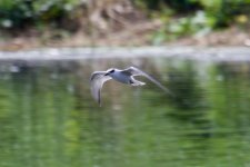 White-Winged Tern.jpg