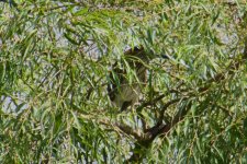 Black-Crowned Night Heron.jpg