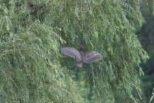 Black-Crowned Night Heron (juv).jpg