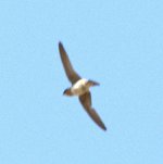 cave swallow-01.jpg