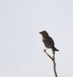 A surprise when the photo was processed Red Crossbill.JPG