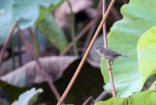 Warbler Cambodia 1.jpg