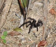 Tarantula 02 01 18 (2).JPG