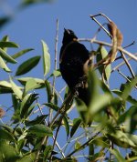 DSC00949 Blackbird sp @ Costanera .jpg