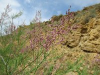 tamarisk in wadi.jpg