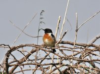 Siberian Stonechat variegatus formerly armenicus.jpg