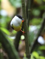 white collared manakin lekking.jpg