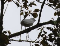 snowy cotinga2.JPG