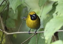 black faced grosbeak.JPG