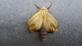 gillian's moth.jpg