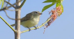 Perched Little Bird_DSCN22584.jpg