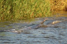 Fin Whale2email.JPG