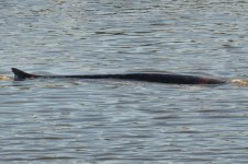 Fin Whale3email.JPG