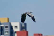 Grey Heron (3).jpg