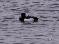 Tufted Duck.jpg