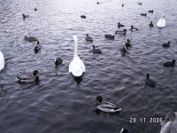 Swans etc....jpg