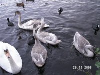 Swan,  Young Swans, & Coots (1).jpg