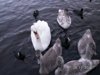 Swan,  Young Swans, & Coots.jpg