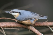 Nuthatch-Low-Barns-310107-(.jpg