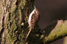 Treecreeper-Low-Barns-31010.jpg