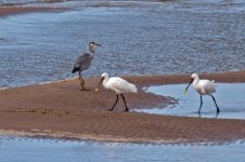 spoonbill1J.jpg