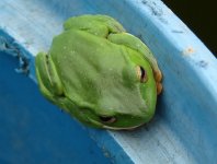 Moltrecht's Treefrog 2.JPG