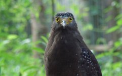 Crested Serpent Eagle.JPG